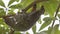 Sunda Flying Lemur On Tree