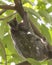 Sunda Flying Lemur On Tree