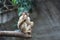 Sunda pig-tailed macaque
