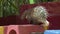 Sunda Porcupine On Red Block