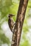 Sunda pygmy woodpecker - Dendrocopos moluccensis