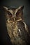 Sunda scops owl