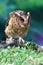 Sunda scops owl