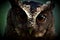 sunda scops owl, beautiful pose, dark green background