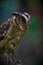 Sunda Scops-Owl or Collared Scops-Owl, posing on a log