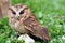 A sunda scops owl at ground