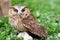 A sunda scops owl at ground