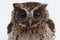 The Sunda scops owl Otus lempiji is a small brown owl that is speckled with black on the upper parts and streaked with black on