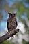 sunda scops owl, posing with a beautiful gaze, standing on wood, on a green background.