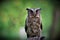 sunda scops owl, posing with a beautiful gaze, standing on wood, on a green background.