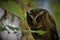 sunda scops owl, posing with peering view, foreground of a leaf, standing on wood, on green background