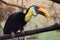 Sunda wrinkled hornbill (Aceros corrugatus).