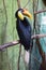 Sunda wrinkled hornbill (Aceros corrugatus).