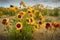 Sundance, Firewheel or Indian Blanket Flowers