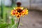 Sundance Indian blanket beautiful flower