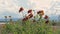 Sundance Wildflowers on a Windy Field 4K UHD