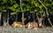 sundarban deer beautiful morning pose