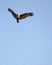 Sundarban National Park, Bangladesh: Brahminy kite haliastur indus in the Sundarban Forest