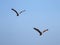 Sundarban National Park, Bangladesh: Brahminy kites haliastur indus in the Sundarban Forest