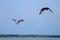 Sundarban National Park, Bangladesh: Brahminy kites haliastur indus in the Sundarban Forest