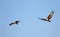 Sundarban National Park, Bangladesh: Brahminy kites haliastur indus in the Sundarban Forest