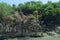 Sundarban trees . wiew from boat