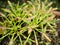 Sundew carnivorous plant ,Drosera anglica