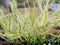 Sundew carnivorous plant ,Drosera anglica ,insectivorous plants, meat-eating