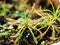 Sundew carnivorous plant ,Drosera anglica ,insectivorous plants, meat-eating