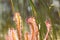 Sundew Drosera anglica, a closeup with sunlight