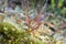 Sundew Drosera binata, Tasmania, Australia
