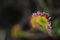 Sundew - drosera flower closeup
