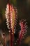 Sundew - a flesh eater plant