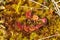 Sundew flower in the swamp