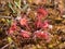 Sundew flowers in the swamp