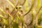 Sundew insectivorous plants of Drosera