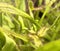 Sundew plant detail