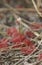 Sundew plant flowers