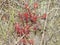 Sundew Plants in the Aripo Savannas