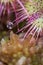 Sundew rotundifolia in Sphagnum bog in the Highlands of Scotland.