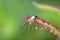 Sundews carnivorous plant