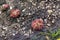 Sundews on the wet rock