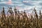 Sundown Harvest - Colorful Sky Over Cornfield