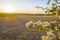 Sundown over fields and trees in a green hilly grassy landscape under a colorful sky in sunlight in springtime