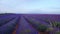 Sundown over lavender field in Provence