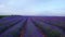 Sundown over lavender field in Provence