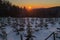 Sundown over a pine tree plantation