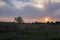 Sundown and sunrises. Purple violet sky and much clouds. Silhouette of lonely tree in the dark meadow on the background of heaven