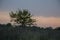 Sundown and sunrises. Purple violet sky and much clouds. Silhouette of lonely tree in the dark meadow on the background of heaven