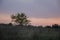 Sundown and sunrises. Purple violet sky and much clouds. Silhouette of lonely tree in the dark meadow on the background of heaven